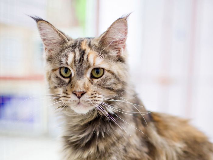 В Великих Луках пройдет контактная зоовыставка — время гладить котиков! (ФОТО)