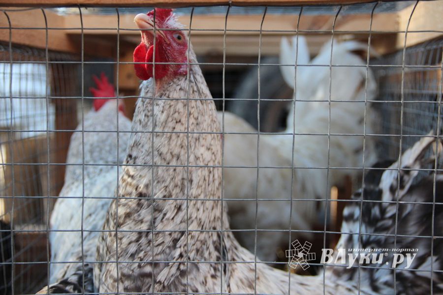 В Великих Луках прошла универсальная осенняя ярмарка (ФОТО)