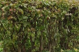 Ну, за что вас, собачники, любить... (фото)