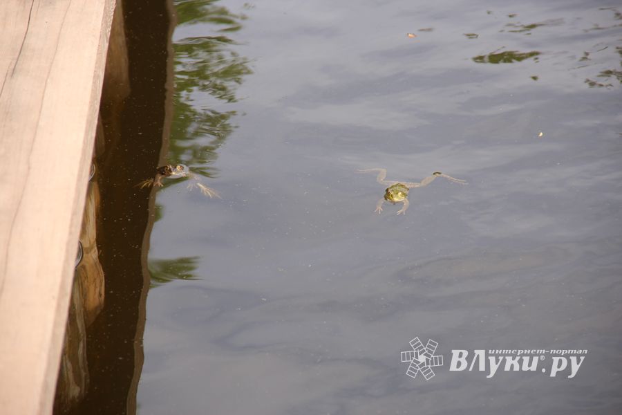 В Комендантском пруду установили сходни для лягушек (ФОТО)