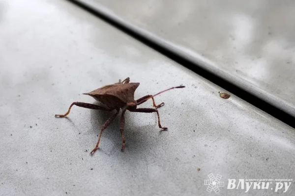 Сегодня в Великих Луках будет пасмурно