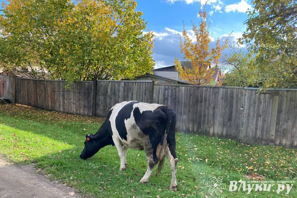 В Псковской области выросло поголовье коров