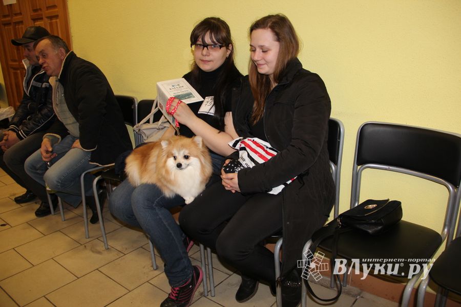 Всероссийская выставка собак в Великих Луках (фото)
