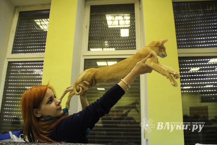 В Великих Луках прошла выставка кошек (фото)