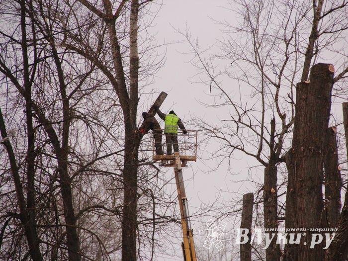 Одни ещё обрезают, а другие уже жалуются губернатору (ФОТО)