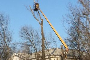 Фотофакт: в Великих Луках пилят деревья