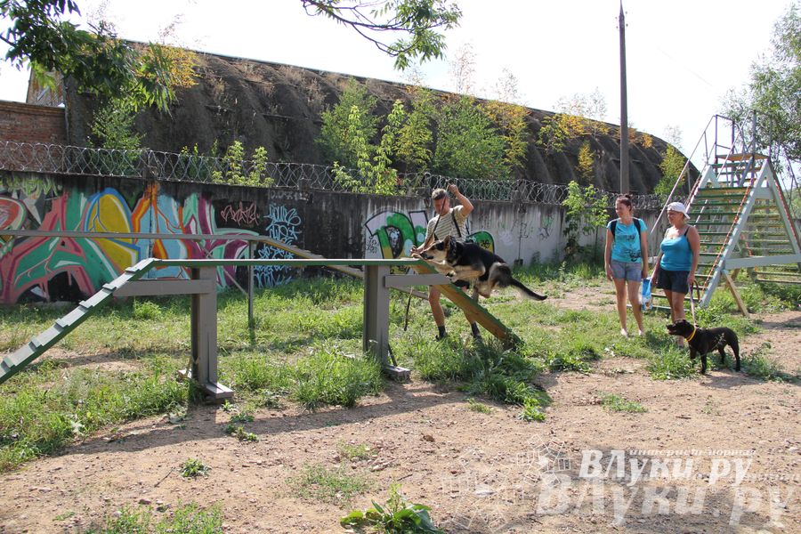 День открытых дверей на спортивно-дрессировочной площадке