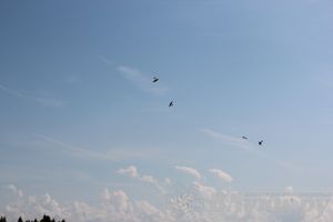 В Великих Луках прошли воздушные бои (фото)