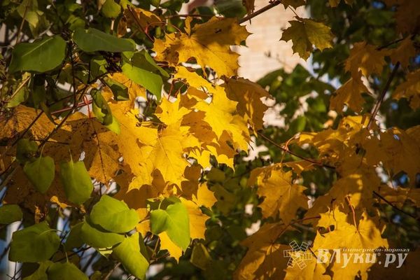 Прогноз погоды в Великих Луках на 14 октября