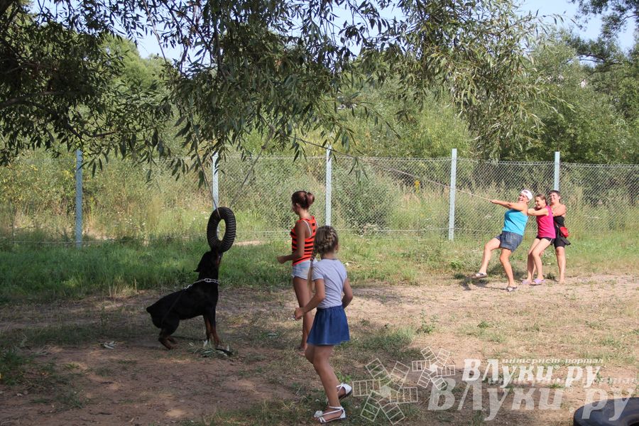 День открытых дверей на спортивно-дрессировочной площадке