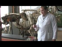 Импульс-ТВ: Учебный анатомический музей.