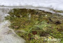 Январь перегрелся. Ждать ли похолодания?