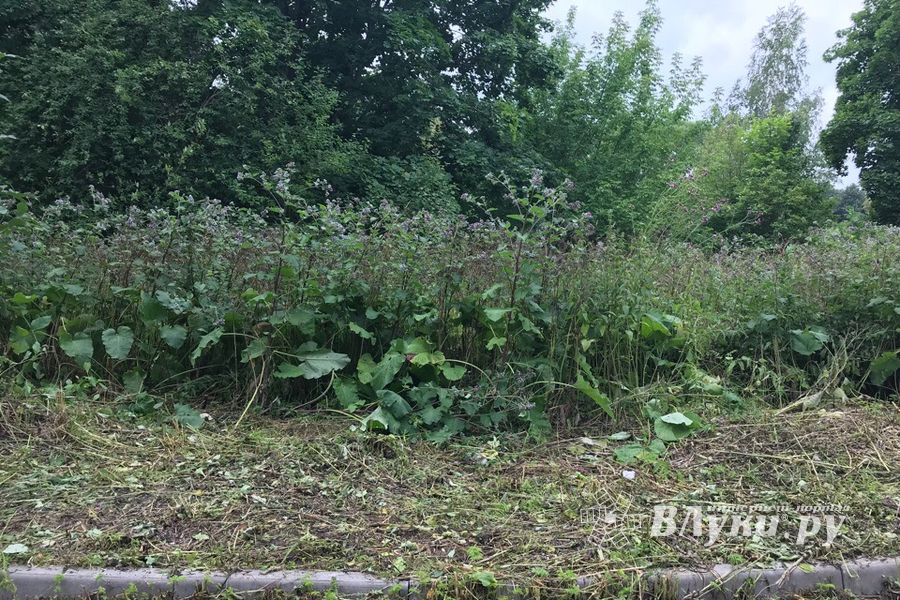 Дятлинку покосили (ФОТО)