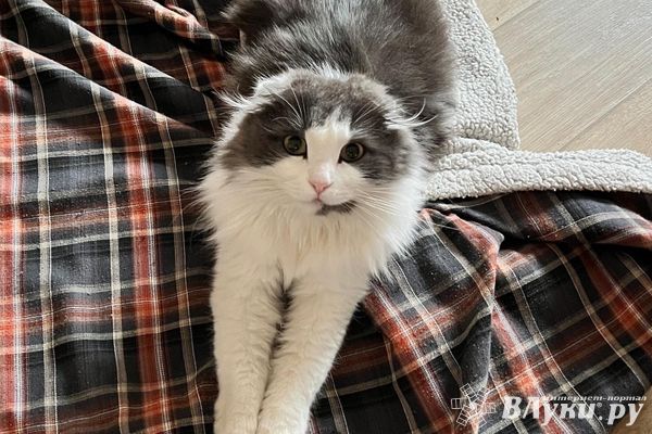 Прогноз погоды на 3 ноября в Великих Луках