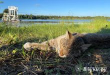Прогноз погоды на 16 июля в Великих Луках