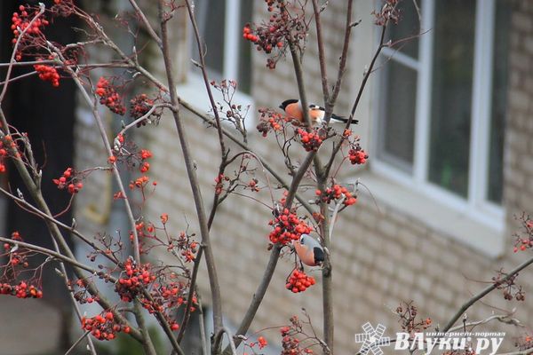 Прогноз погоды на 17 ноября в Великих Луках