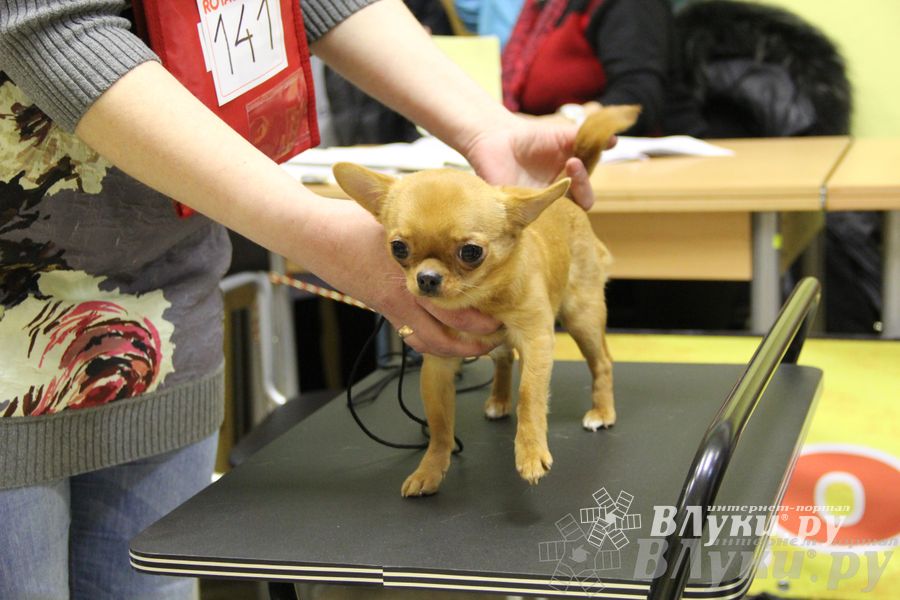 Всероссийская выставка собак «Великие Луки — 2014»