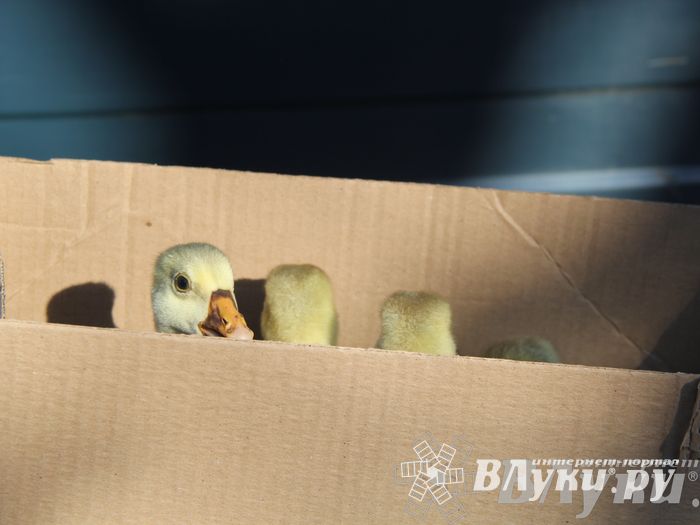 Традиционная весенняя ярмарка прошла в Великих Луках