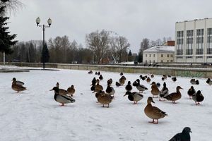 © ВЛуки.ру
