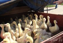 В субботу в Великих Луках пройдёт весенняя ярмарка (0+)