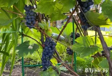 Сегодня в Великих Луках ожидается небольшой дождь