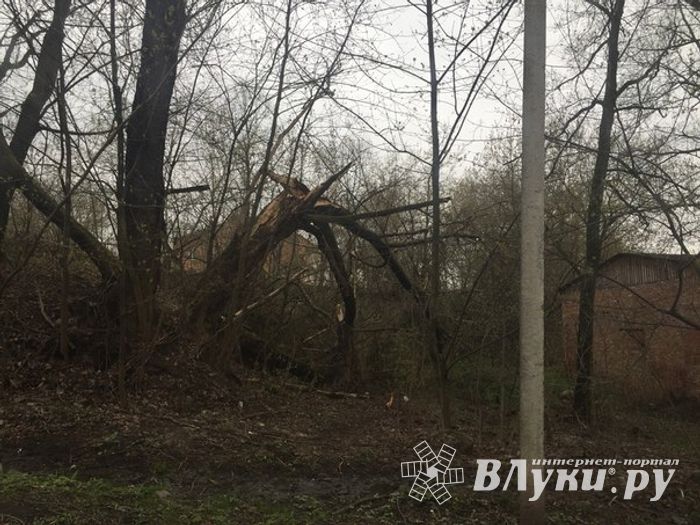 Жутковатое дерево близ острова Дятлинка