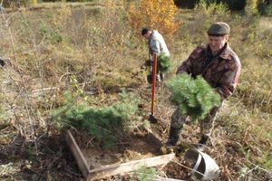 В псковской области прошла акция «Живи,лес!» (ФОТО)