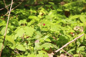 Строительство велоцентра в Великих Луках: склад, спортплощадки, велодорожки и земляника (ФОТО)