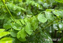 Прогноз погоды на 29 мая в Великих Луках