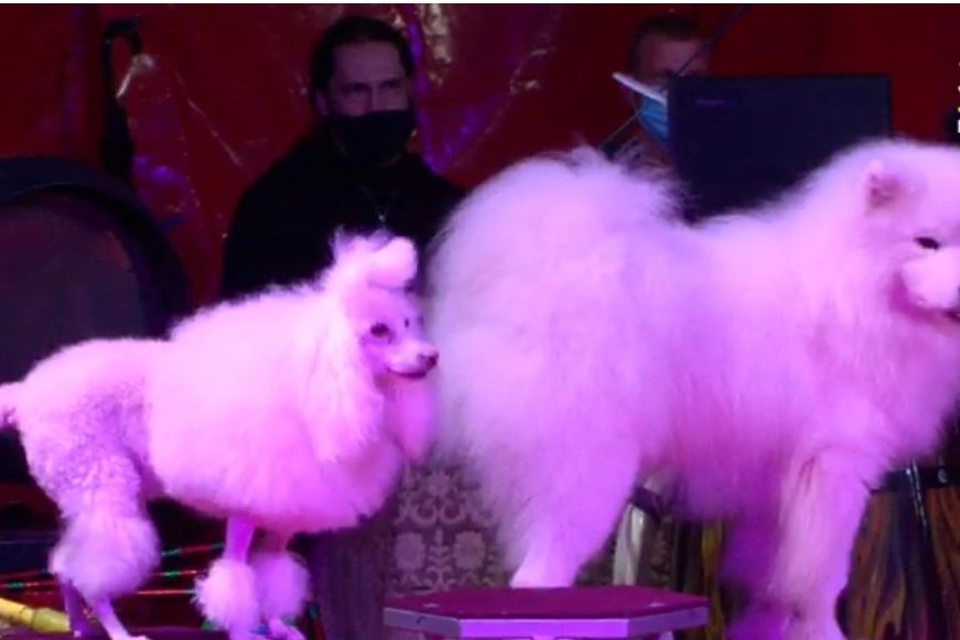 Выступающий в Великих Луках цирк назвал обвинения в свой адрес беспочвенными (ФОТО; ВИДЕО)