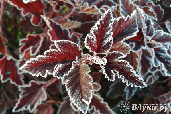 Сегодня в великолучанам обещают небольшой мороз