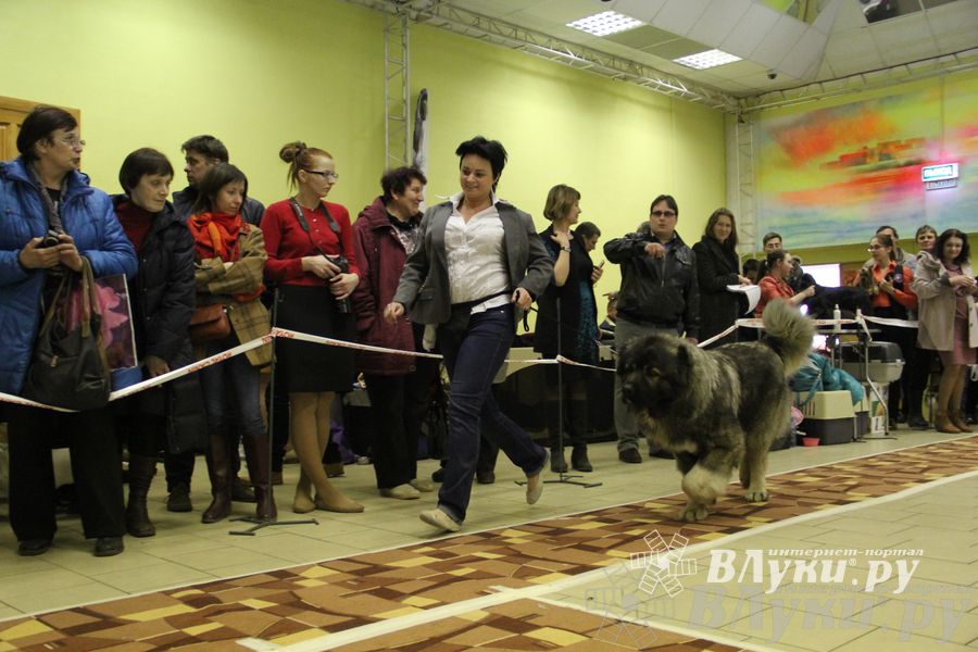 Всероссийская выставка собак «Великие Луки — 2014»