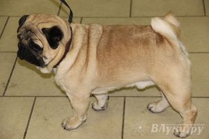 Всероссийская выставка собак в Великих Луках (фото)