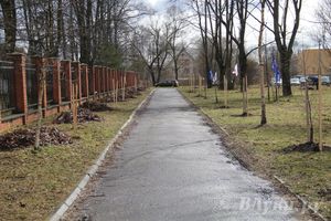 У Братского кладбища высадили новую аллею (фото)