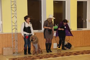 Всероссийская выставка собак в Великих Луках (фото)