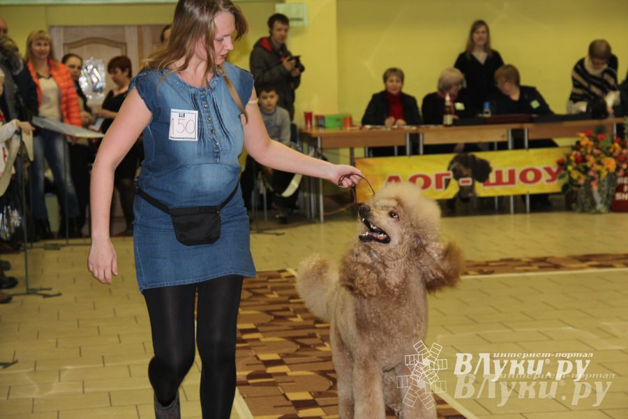 Всероссийская выставка собак в Великих Луках (фото)