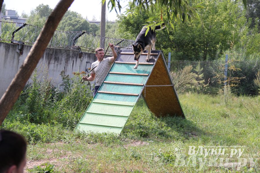 День открытых дверей на спортивно-дрессировочной площадке