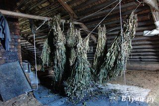 В Псковской области 25-летний парень «насушил» на зиму более 5 кг мака (фото)