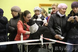 Всероссийская выставка собак «Великие Луки — 2014»