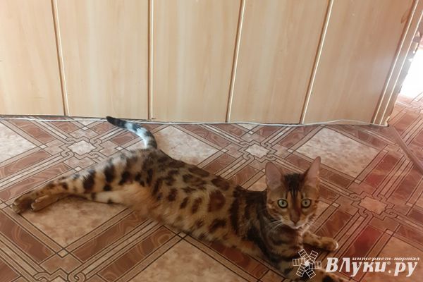 В России будут вести продажу животных по новым правилам