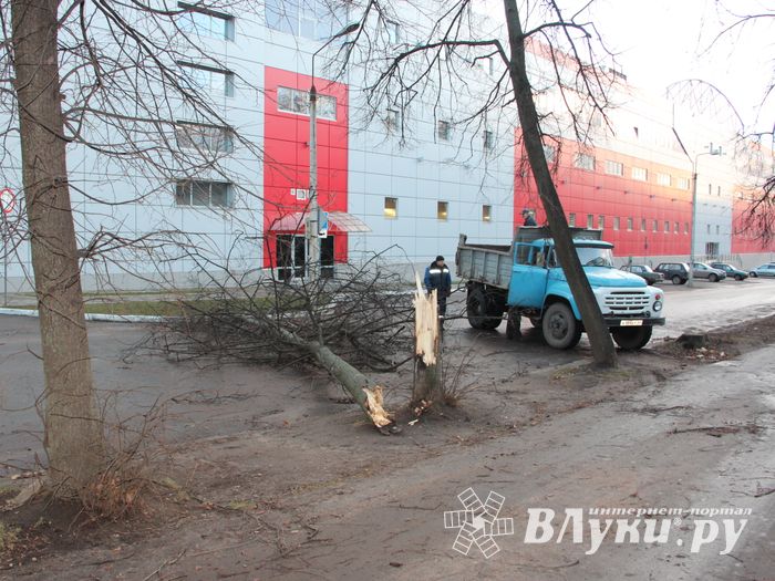 В Великих Луках дерево упало на проезжую часть