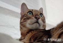 Прогноз погоды в Великих Луках на 25 сентября