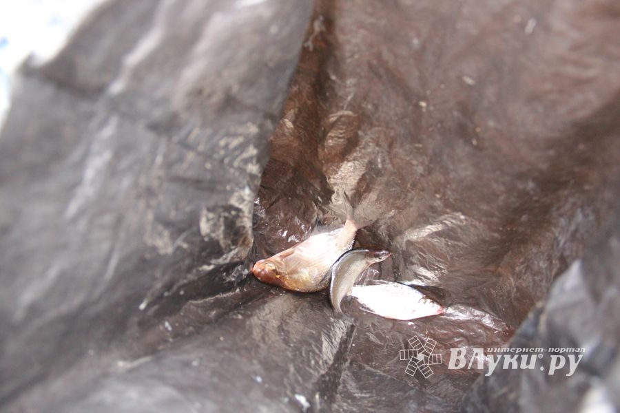 В Великих Луках прошёл Рыболовный фестиваль (ФОТО)