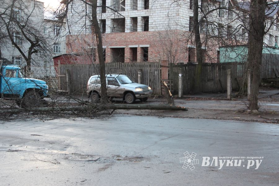 В Великих Луках дерево упало на проезжую часть 