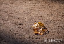 Прогноз погоды на 23 октября в Великих Луках