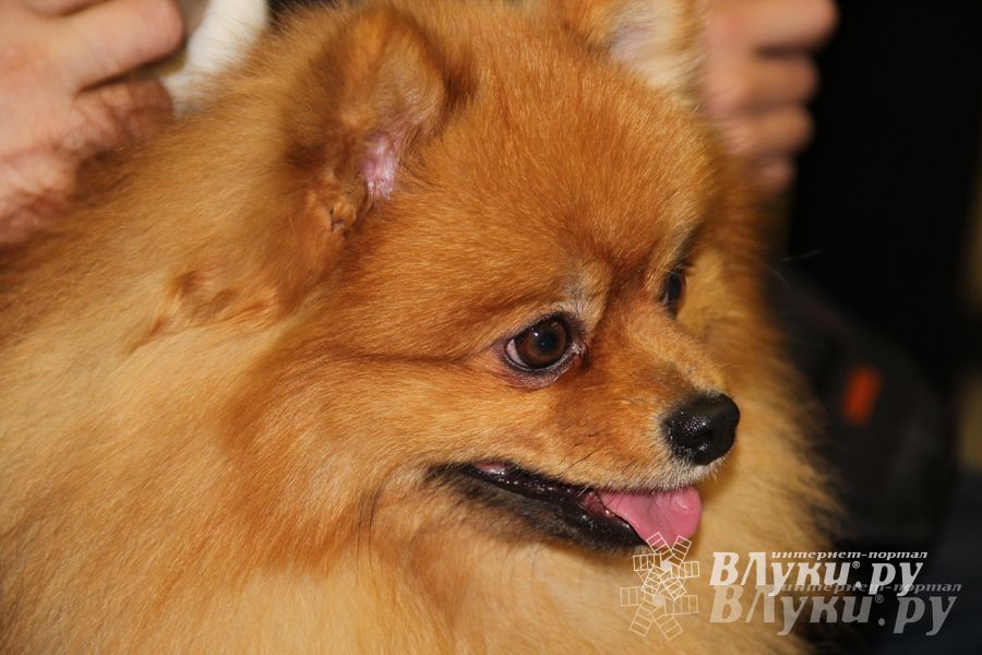 Всероссийская выставка собак в Великих Луках (фото)