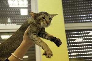 В Великих Луках прошла выставка кошек (фото)