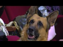 Импульс-ТВ: Выставка собак