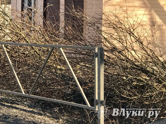 В Великих Луках удаляют угрожающие гражданам ветви (ФОТО)