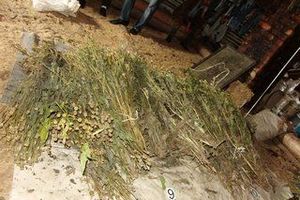 В Псковской области 25-летний парень «насушил» на зиму более 5 кг мака (фото)